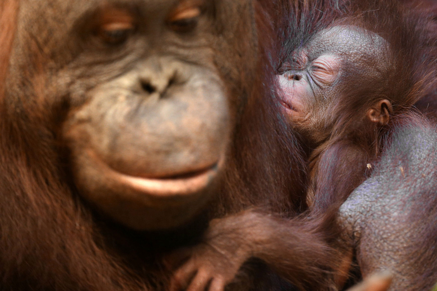 zoo babies